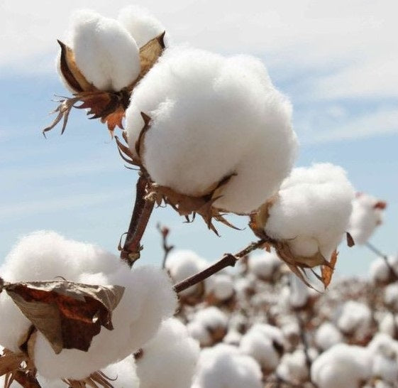 Organic Cotton Fabric